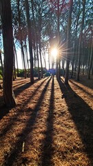 Obraz premium Landscape with shadows and backlit trees. Pine tree, Sunset