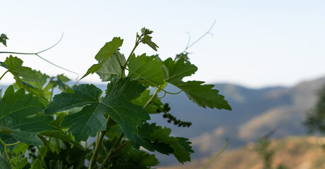 vibrant green grapevine leaves in the foreground, with young grape clusters and tendrils, against a blurred backdrop of gentle hills