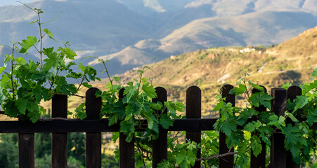 features fresh grapevine leaves peeking through a rustic wooden fence, with soft-focus rolling hills in the background, invoking a peaceful vineyard scene