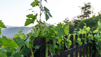 young green grape clusters and vibrant leaves of a vine, hinting at the early stages of growth in a vineyard, with sunlight filtering through