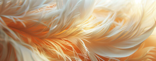 Feather Closeup Design  Background