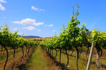 Fototapeta na wymiar Italian vineyard in Valledoria, Sardinia