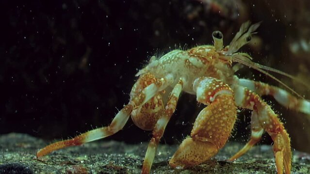 Hermit crab without shell in clean, clear water, underwater world of White Sea. Underwater crayfish navigates its habitat without shell.