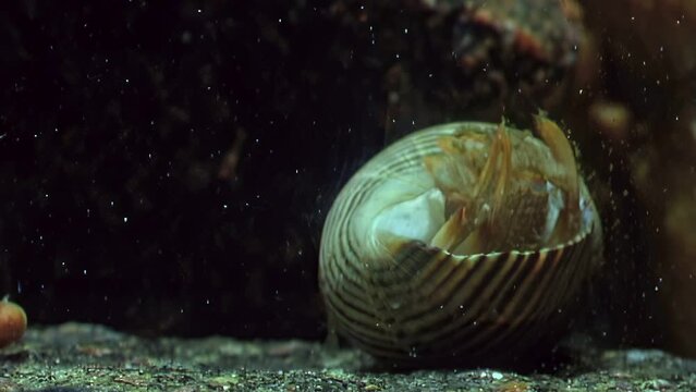 Crayfish hermit crab emerges from its shell in underwater of White Sea. First, sea crayfish pulled out its claws, then its head and eyes. Fascinating video about sea creatures.