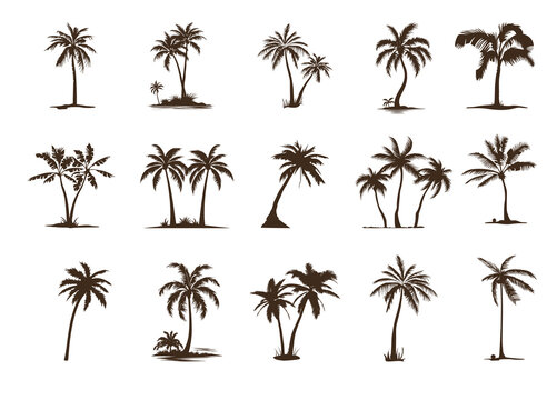 Set of silhouettes of exotic palm trees
