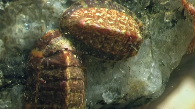 Shell mollusc chiton with dorsal plates in marine environments of White Sea. Defensive mechanisms, mollusk anatomy, marine invertebrates and mollusk behavior in underwater life of White Sea.