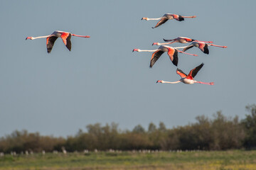 Greater flamingos (Phoenicopterus roseus) flying. Migratory birds wildlife migration