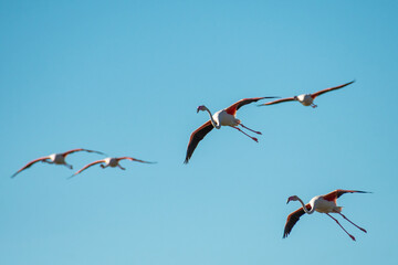 Greater flamingos (Phoenicopterus roseus) flying. Migratory birds wildlife migration