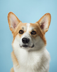 A vigilant Pembroke Welsh Corgi dog with alert ears and soulful eyes against a gentle blue background, embodying the breed intelligent and watchful nature - 782089472