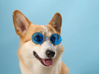  A whimsical Pembroke Welsh Corgi dons blue sunglasses, its cheerful demeanor captured against a sky blue backdrop. The playful accessory complements the dog's jovial personality - 782090636