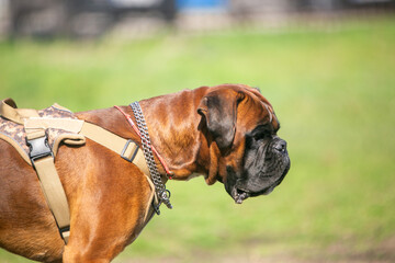 Boxer dog on a green location