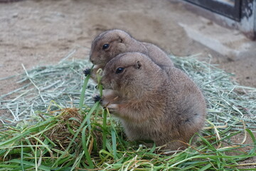 2匹のプレーリードッグの食事
