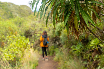 Fototapeta na wymiar Woman walking along a beautiful path in the Laurisilva forest of Los tilos de Moya, Gran Canaria