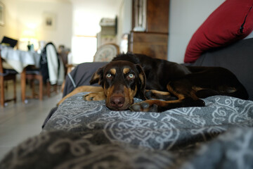 Cute mixed-breed dog resting on a couch in a french living room. This dog looks like a doberman...