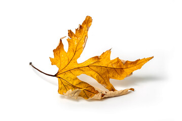 Dried maple yellow leaf isolated on white background