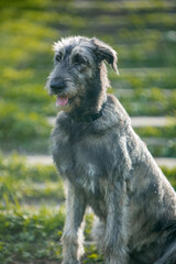Irish Wolfhound puppy in a clearing with flowers
