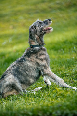 Irish Wolfhound puppy in a clearing with flowers