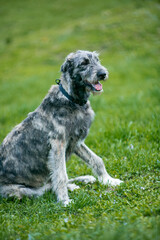 Irish Wolfhound puppy in a clearing with flowers
