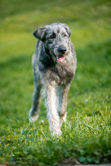 Irish Wolfhound puppy in a clearing with flowers