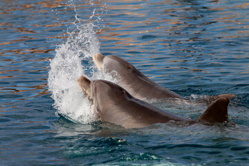 Große Tümmler (Tursiops truncatus) spritz mit Wasser, Weltmeere  © Aggi Schmid