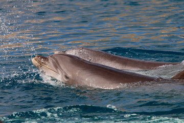 Große Tümmler (Tursiops truncatus) spritz mit Wasser, Weltmeere  © Aggi Schmid