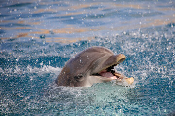 Große Tümmler (Tursiops truncatus) spritz mit Wasser, Weltmeere 