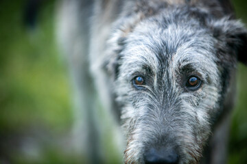 Irish Wolfhound puppy in a clearing with flowers