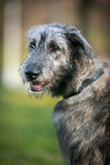 Fototapeta premium Irish Wolfhound puppy in a clearing with flowers