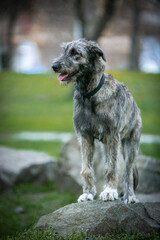 Irish Wolfhound puppy in a clearing with flowers