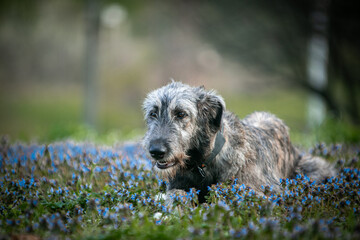 Irish Wolfhound puppy in a clearing with flowers