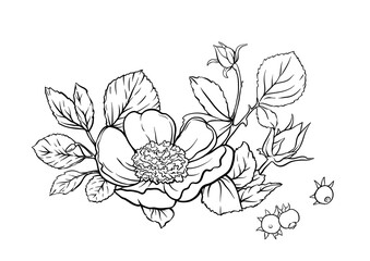 Boutonniere of wild rose flowers and berries Clip art, set of elements for design Outline hand drawing vector illustration. In botanical style - 782093838