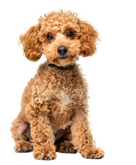 Sitting Poodle Dog Transparent PNG