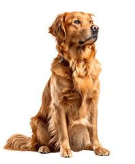 Sitting Labrador Dog Transparent PNG