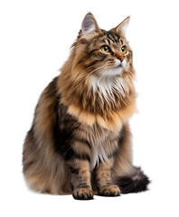 Sitting American Bobtail Cat Transparent PNG