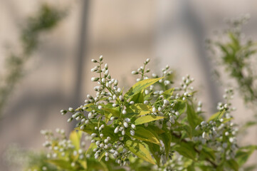 Deutzia gracilis duncan Chardonnay pearls white flowering shrub, beautiful ornamental flowers starting to bloom