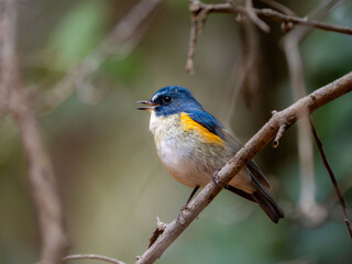 森の中で枝に留まってさえずっているルリビタキの雄