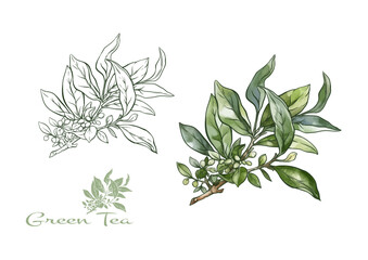 Branch with leaves of green tea. Clip art, set of elements for design Vector illustration. In botanical style - 782094486