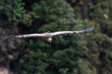 Himalayan Griffon vulture