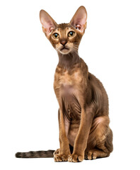 Sitting Peterbald Cat Transparent PNG