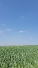 Beautiful field of wheat