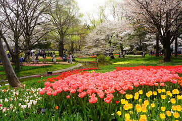 Obraz premium チューリップ