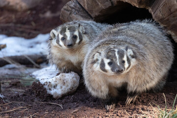 a type of beaver that was found in arizona © sarah