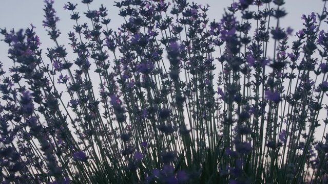 Lavender bush in Azerbaijan filmed on the sunset