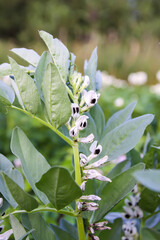 Obraz premium Organic vegetables grow on the farm field. Flowering beans.