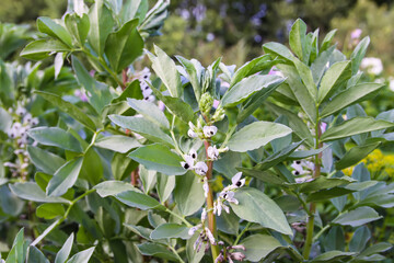 Organic vegetables grow on the farm field. Flowering beans.
