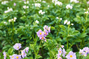 Obraz na płótnie Canvas Potatoes flowers blossom on the farm field. Flowering potato plants.