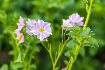 Potatoes flowers blossom on the farm field. Flowering potato plants.