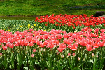 Fototapeta premium チューリップ