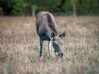 Young moose in an autumn meadow in the morning