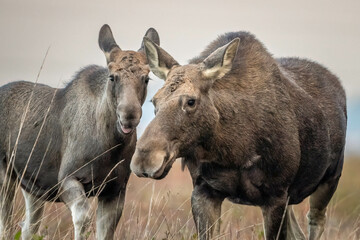 Young moose with his mother in an autumn meadow